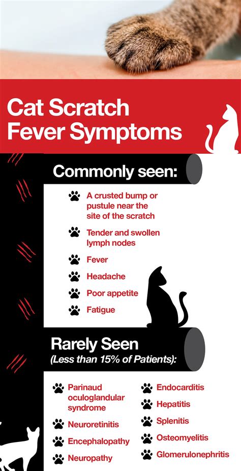 Be Warned: Uncovering the Painful Reality of Cat Scratch Fever